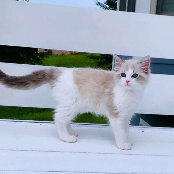 Lola Ragdoll Female Kitten For Sale Spacious Vet