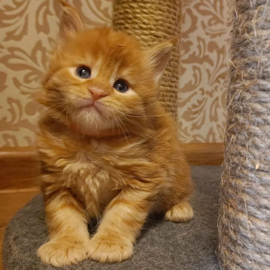 Maine Coon Kitten