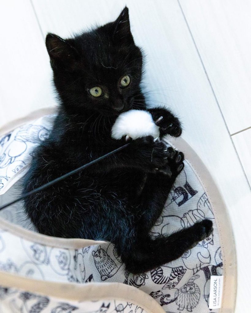 American ShortHaire Kittens