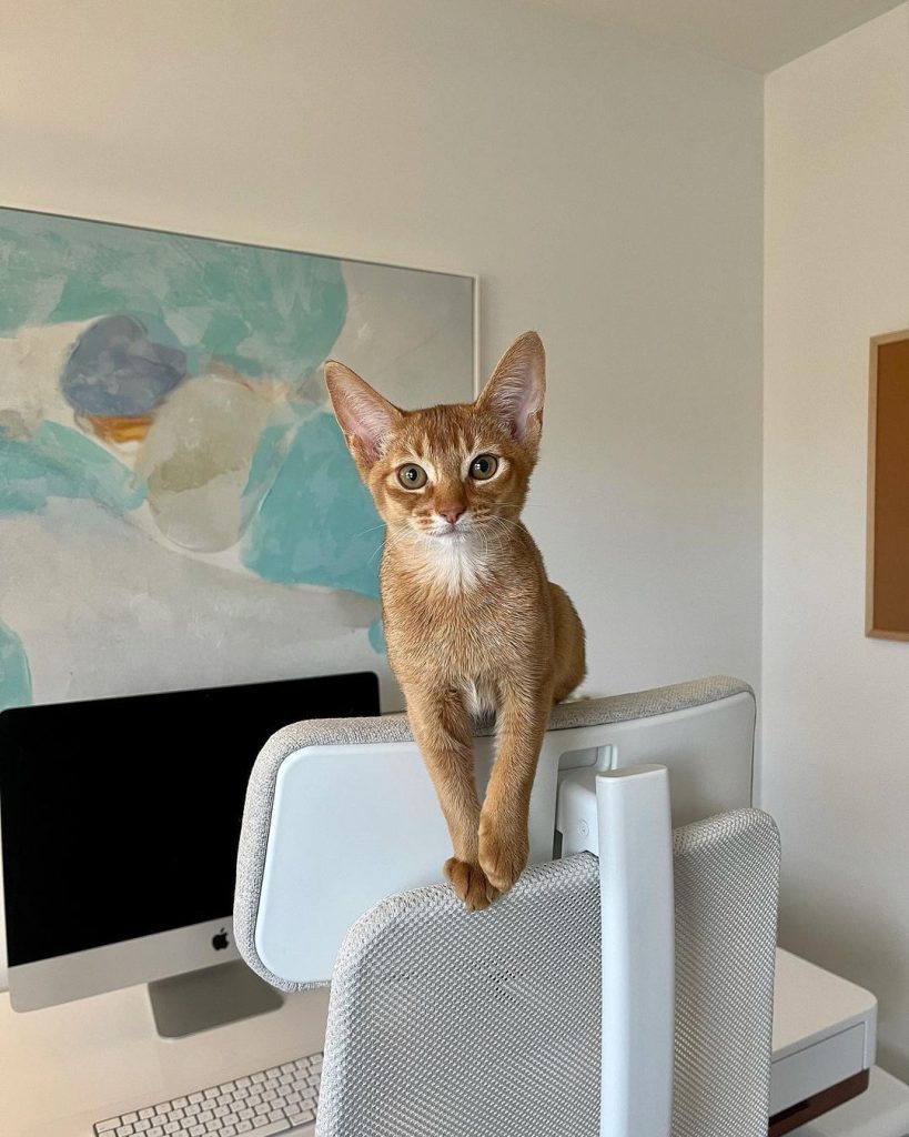 Abyssinian Kittens