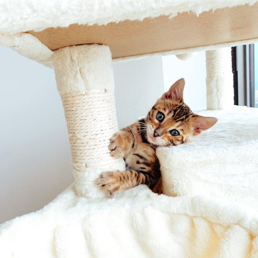 Bengal Kittens For Sale