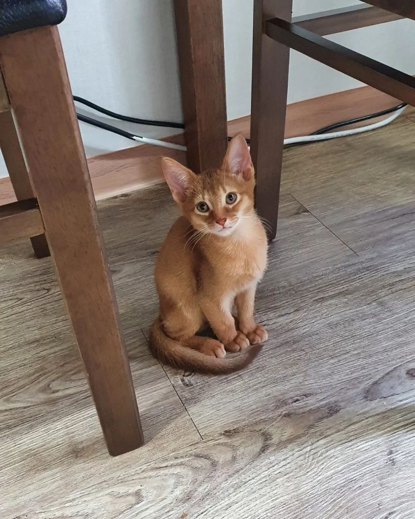 Abyssinian Kittens