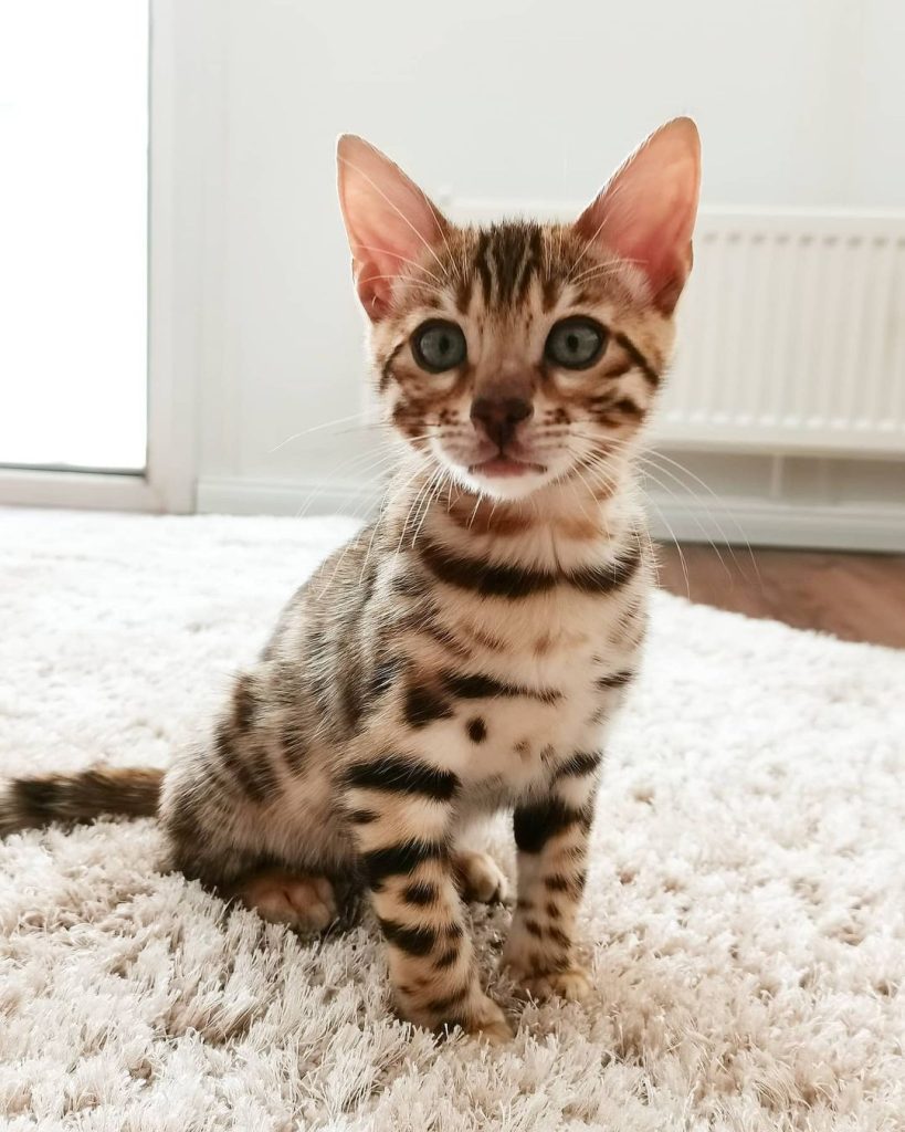 Bengal Kittens For Sale