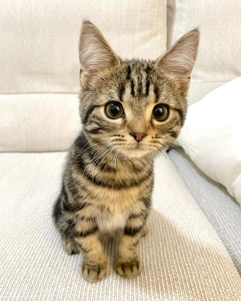 American Short Hair Kitten