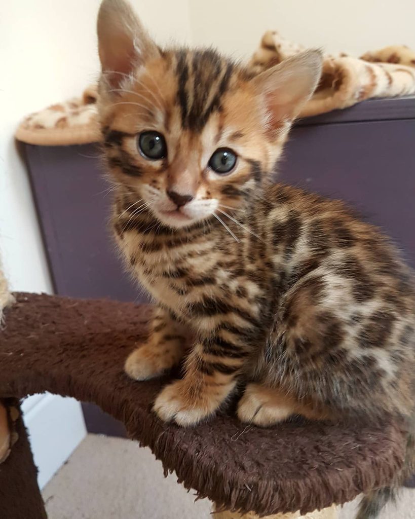 Bengal Kittens For Sale