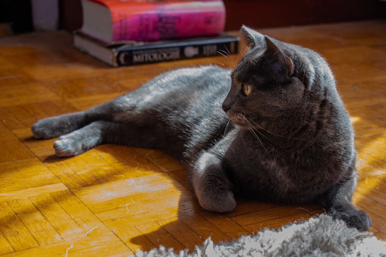 cat, nature, russian blue-5009672.jpg