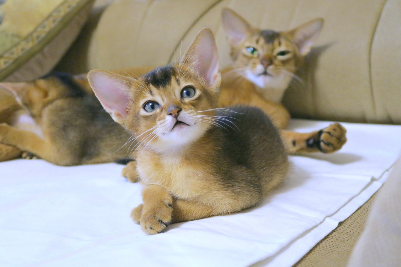 cats abyssinians, abyssinians, abyssinians kittens-4915946.jpg