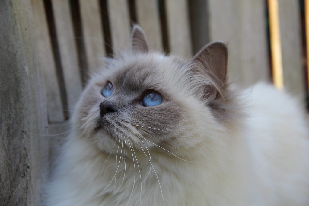 cats, mammal, ragdoll-2702199.jpg