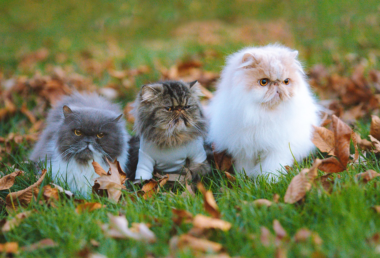 cats, purebred, persian cats-7628338.jpg