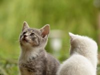 kittens, nature, felines-2273598.jpg